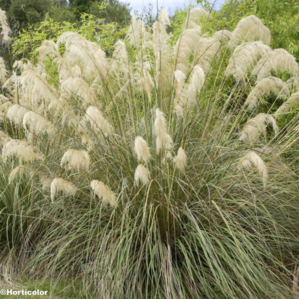 Cortaderia richardiii - Richards Pampasgras