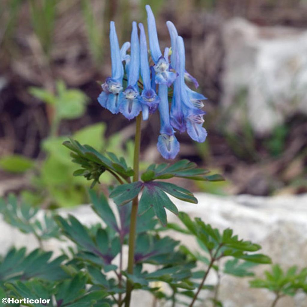 Corydalis flexuosa Père David - Gebogener Lerchensporn