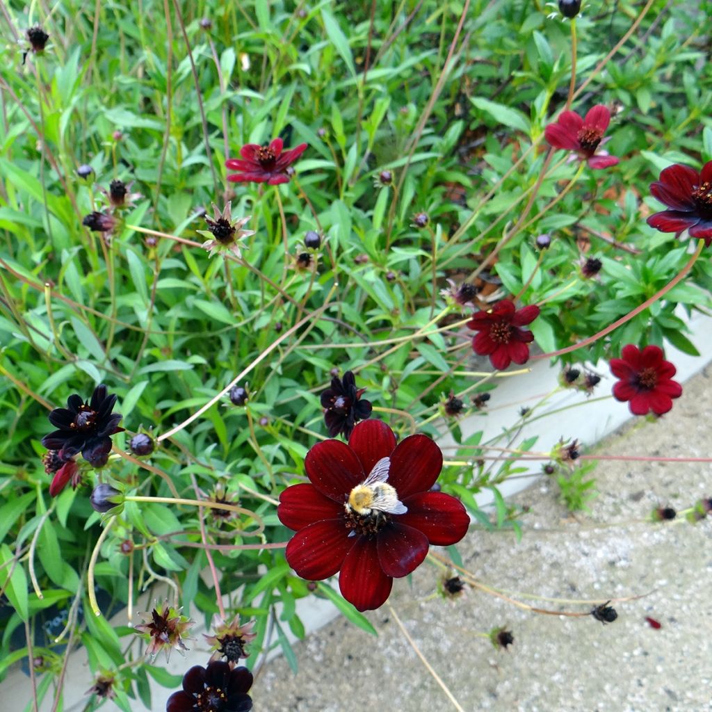 Schokoladen-Kosmee Black Magic - Cosmos atrosanguineus