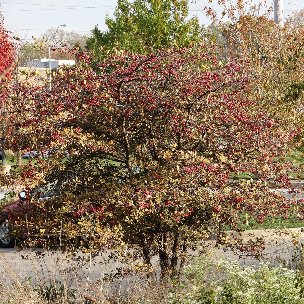 Hahnensporn-Weißdorn - Crataegus crus-galli