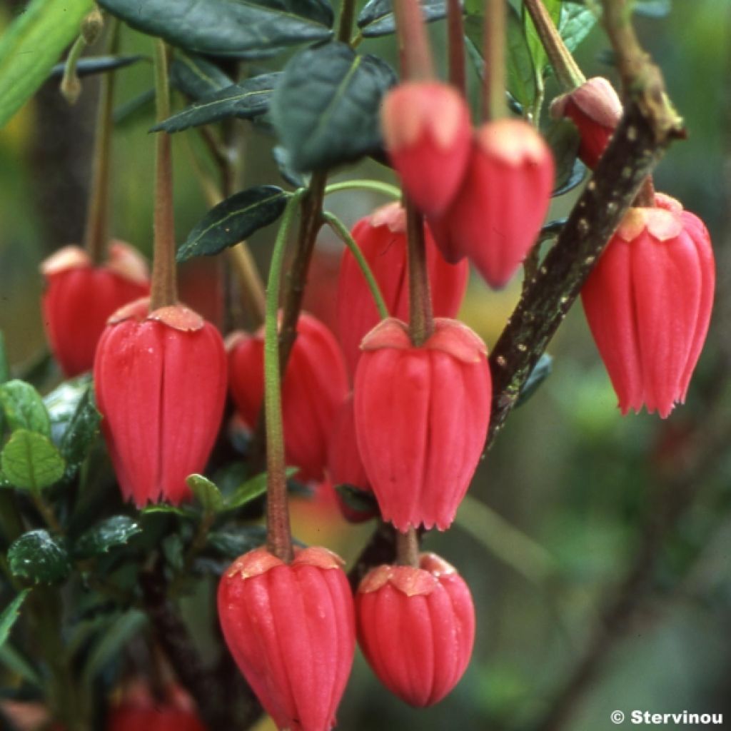 Crinodendron hookerianum - Crinodendron