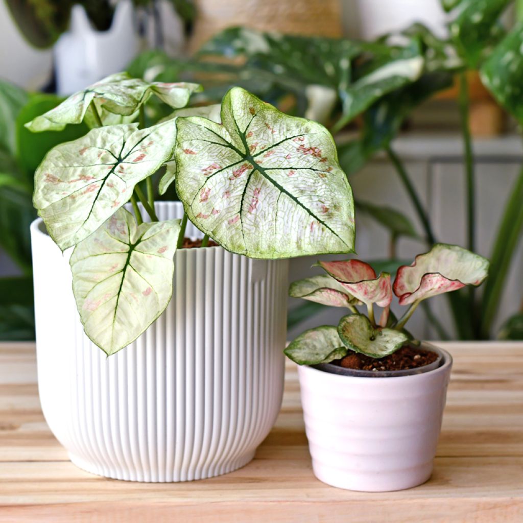 Caladium Strawberry Star