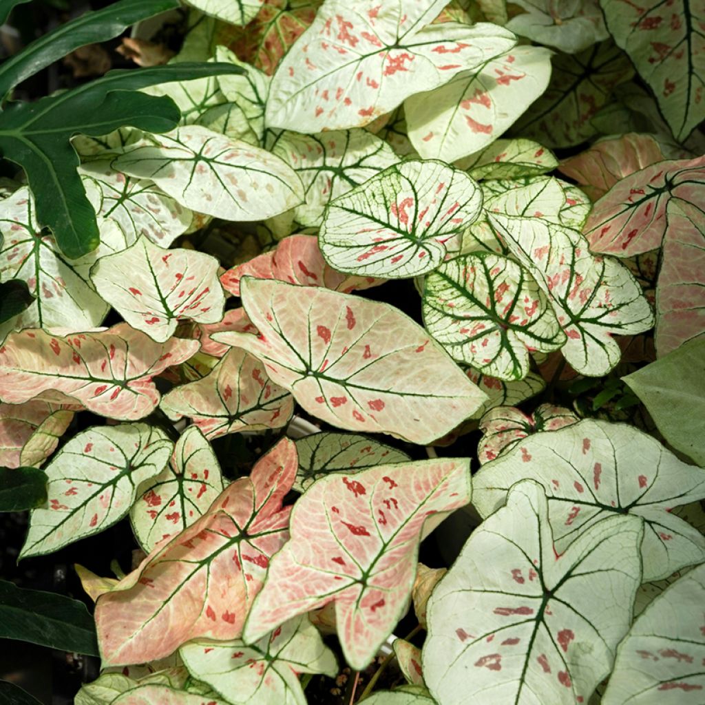 Caladium Strawberry Star