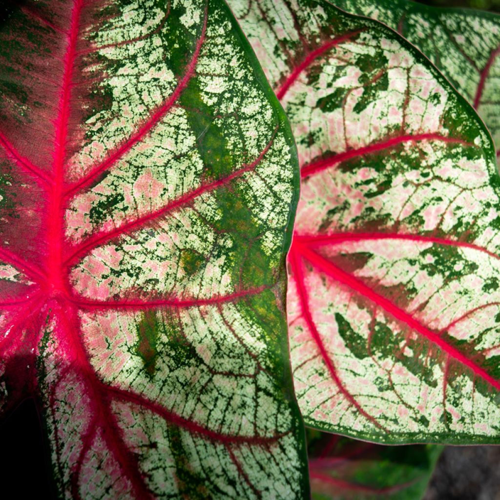 Caladium Tapestry