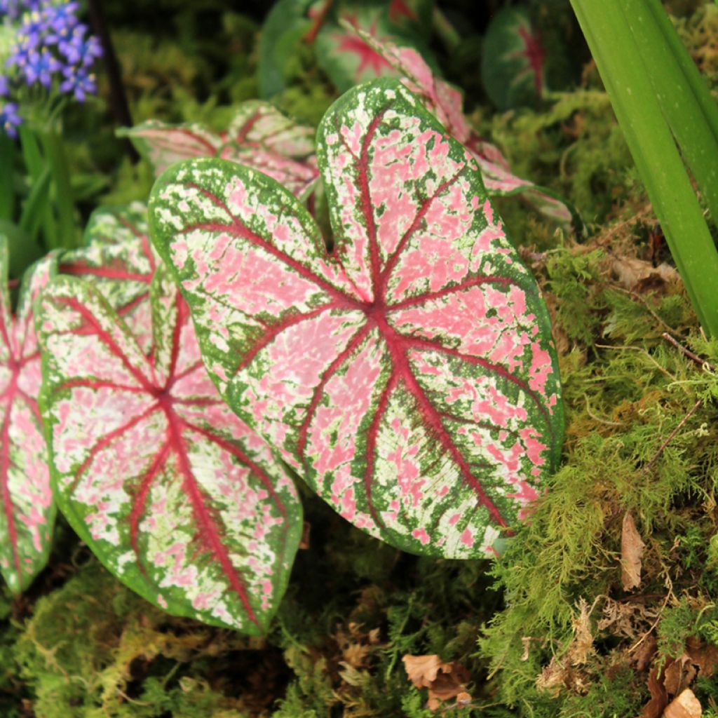 Caladium Tapestry