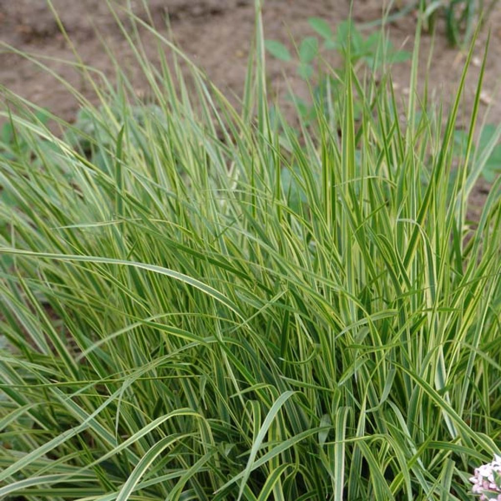 Calamagrostis acutiflora Overdam