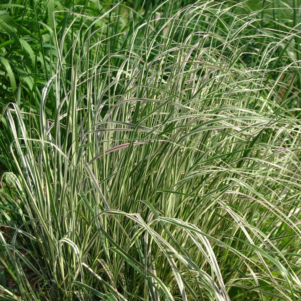 Calamagrostis acutiflora Overdam - Reitgras