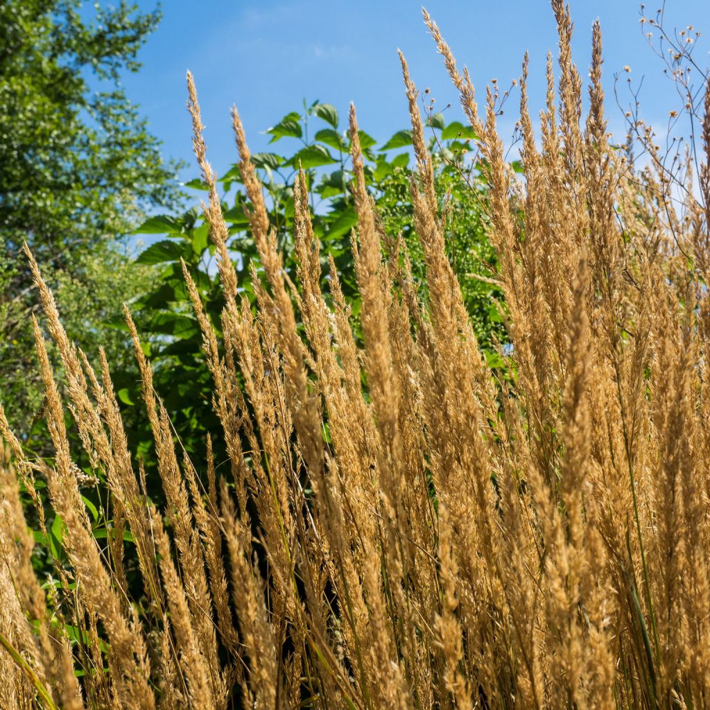 Calamagrostis acutiflora Overdam - Reitgras