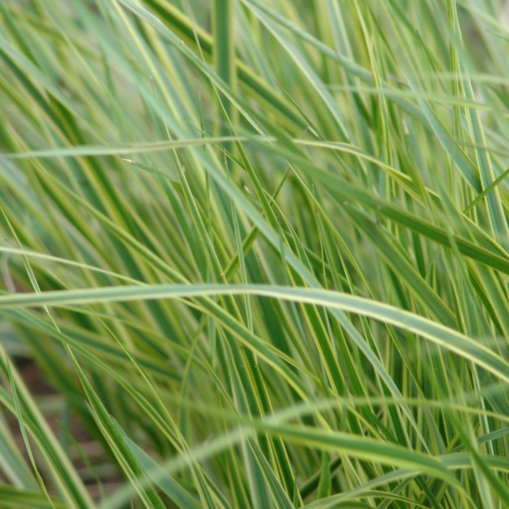 Calamagrostis acutiflora Overdam - Reitgras