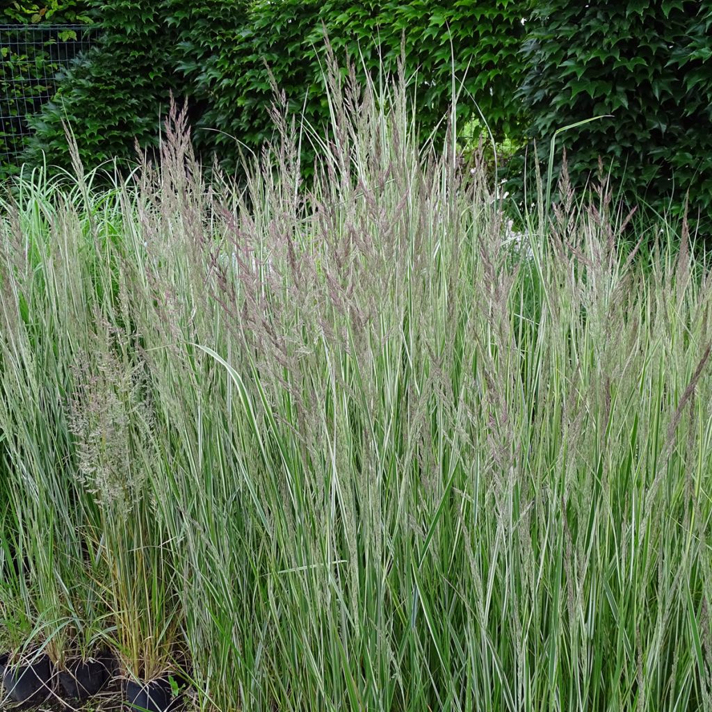 Calamagrostis acutiflora Overdam - Calamagrostide