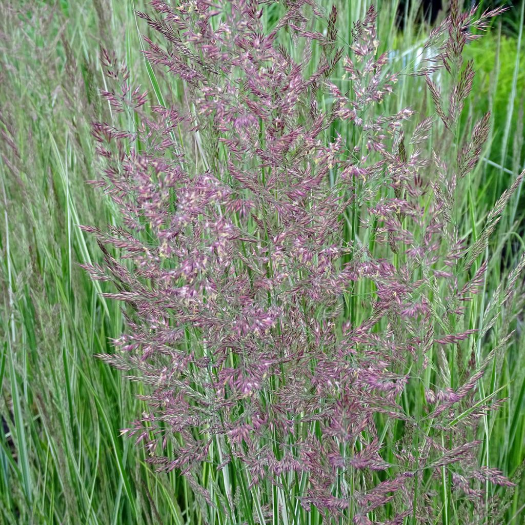 Calamagrostis acutiflora Overdam - Reitgras