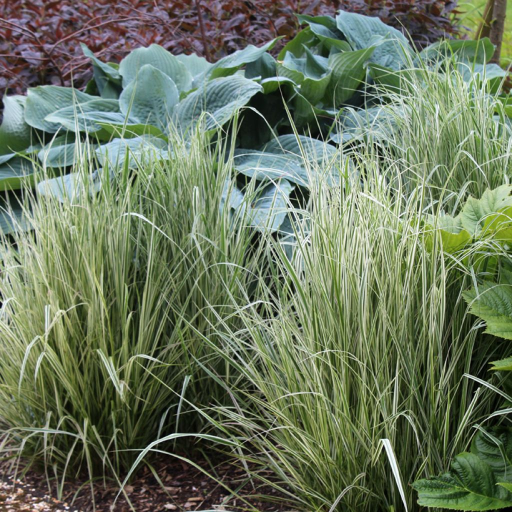 Calamagrostis acutiflora Overdam - Reitgras