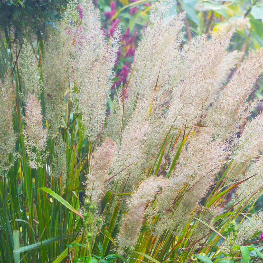 Calamagrostis brachytricha - Diamantgras