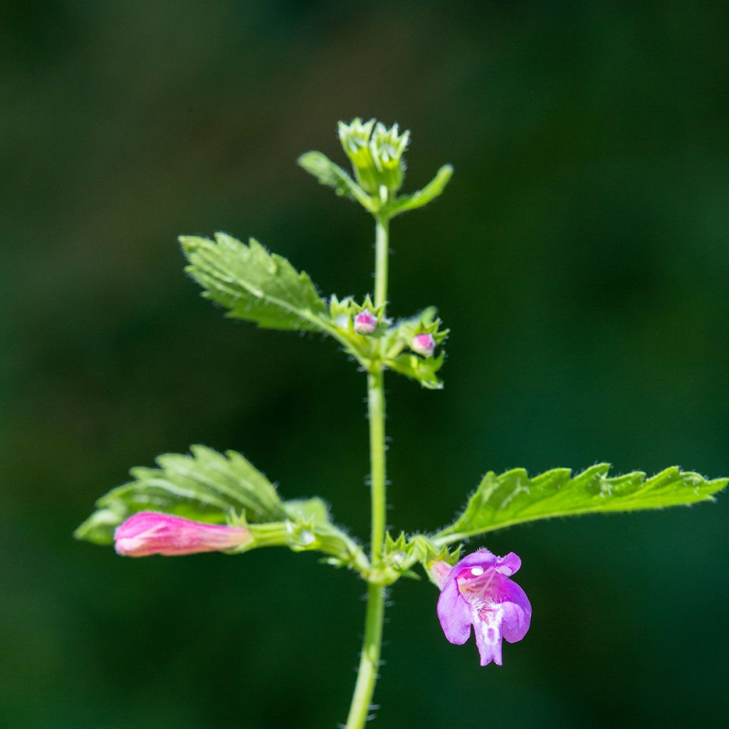 Großblütige Bergminze - Calamintha grandiflora