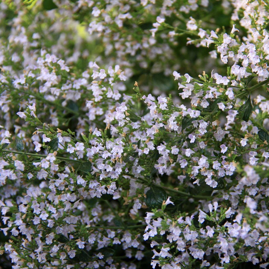 Kleine Bergminze - Calamintha nepeta