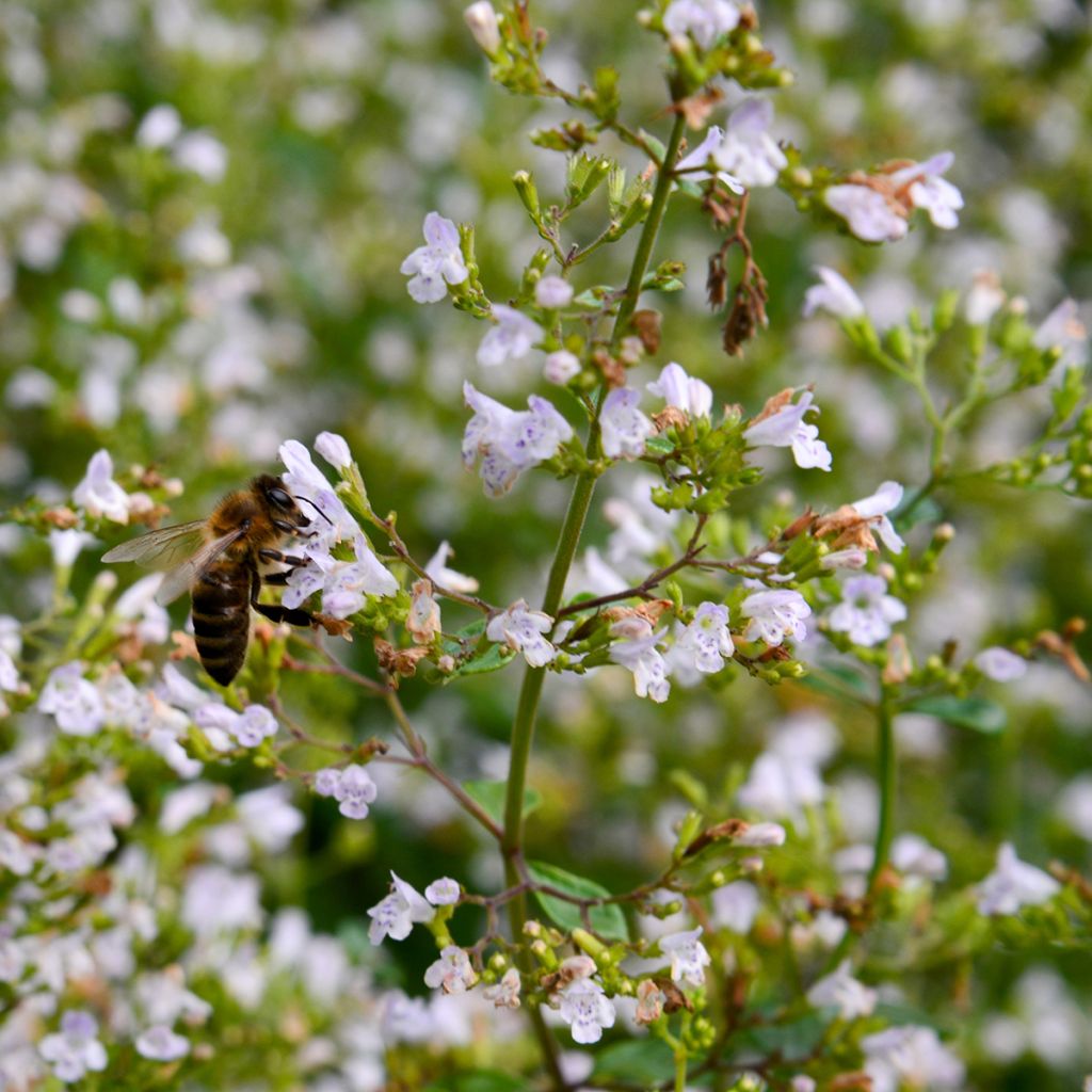 Kleine Bergminze - Calamintha nepeta