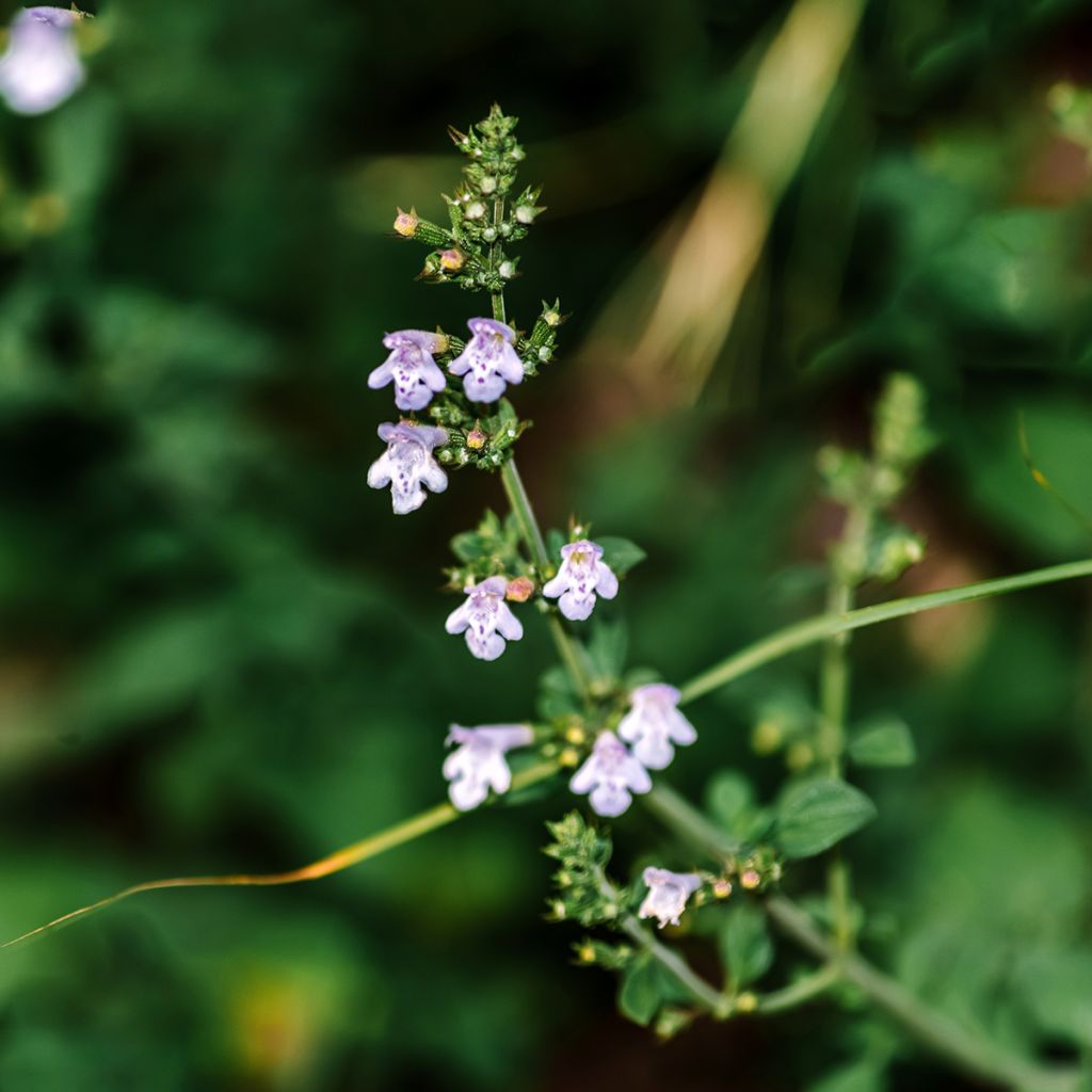 Kleine Bergminze - Calamintha nepeta