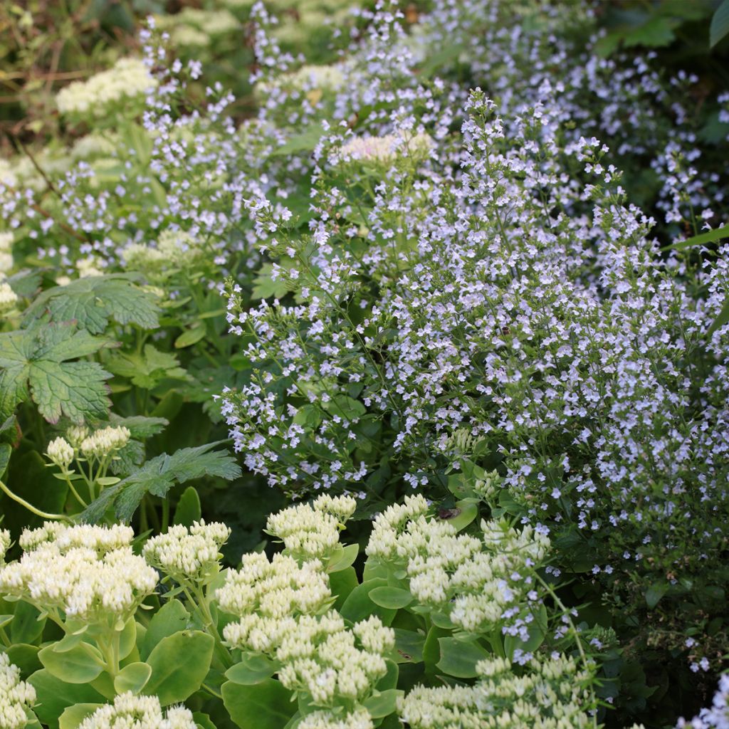 Kleine Bergminze - Calamintha nepeta