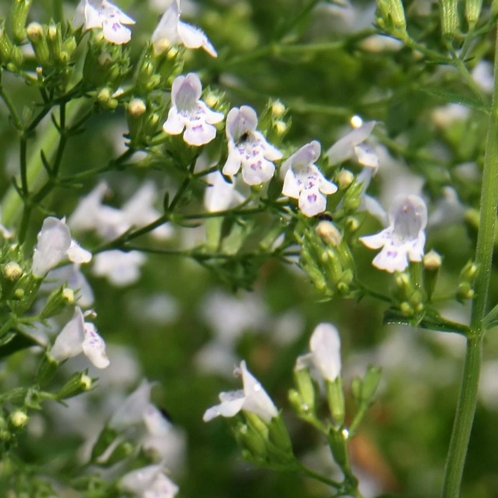 Calamintha nepeta White Cloud - Petit calament White Cloud