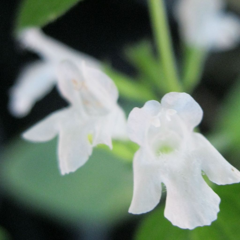 Calamintha sylvatica Menthe - Sariette des bois