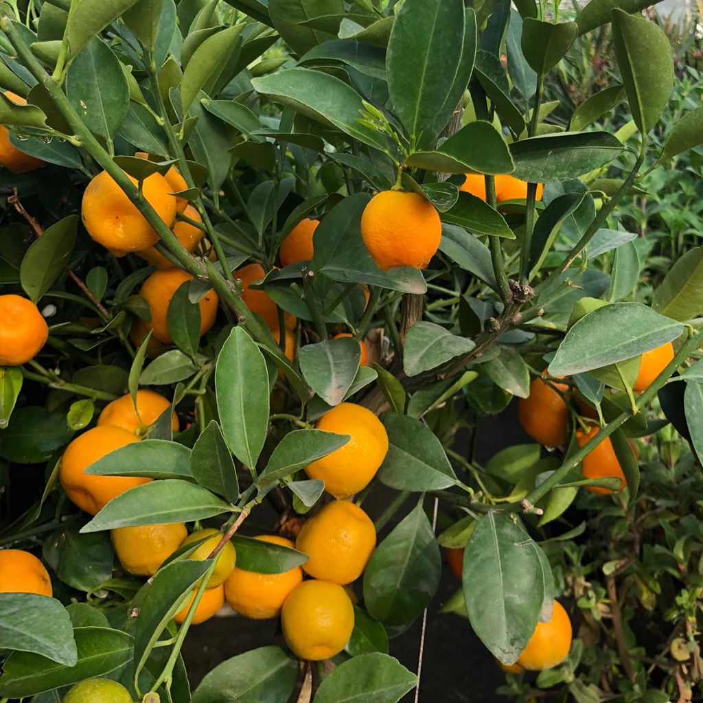 Calamondin - Citrus madurensis (mitis)