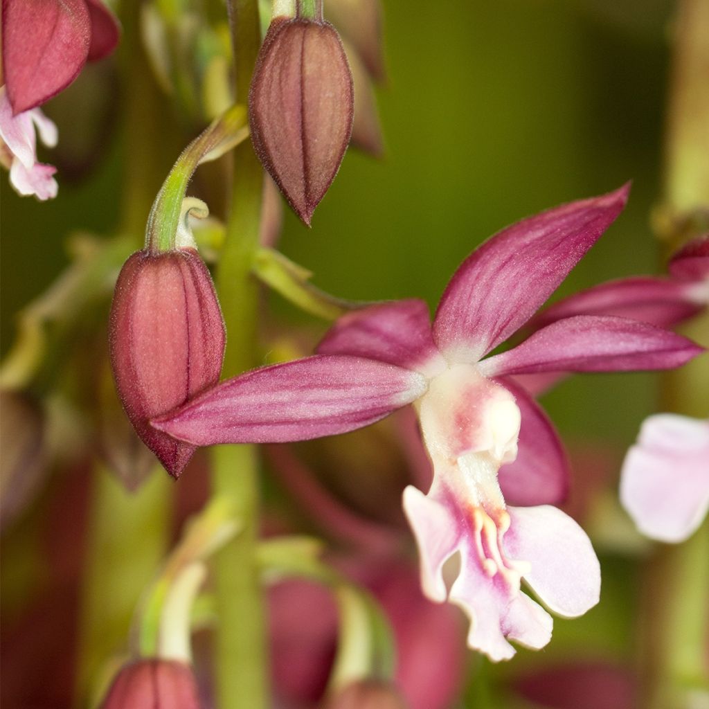 Calanthe Kozu x Tonk - Gartenorchidee