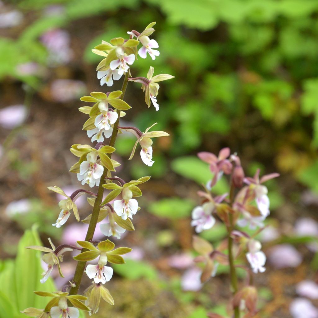 Calanthe Olive Green - Orchidée vivace