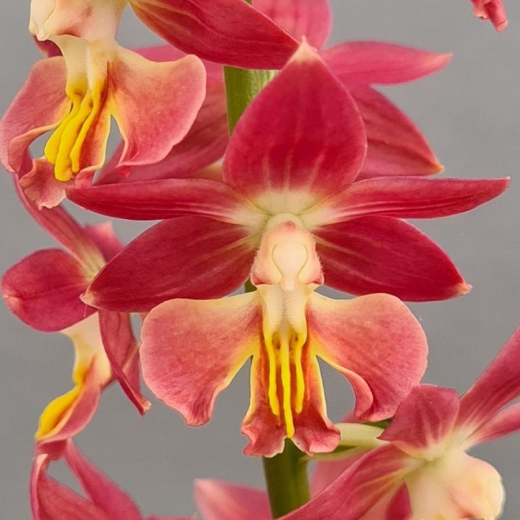 Calanthe Red Sunset - Gartenorchidee