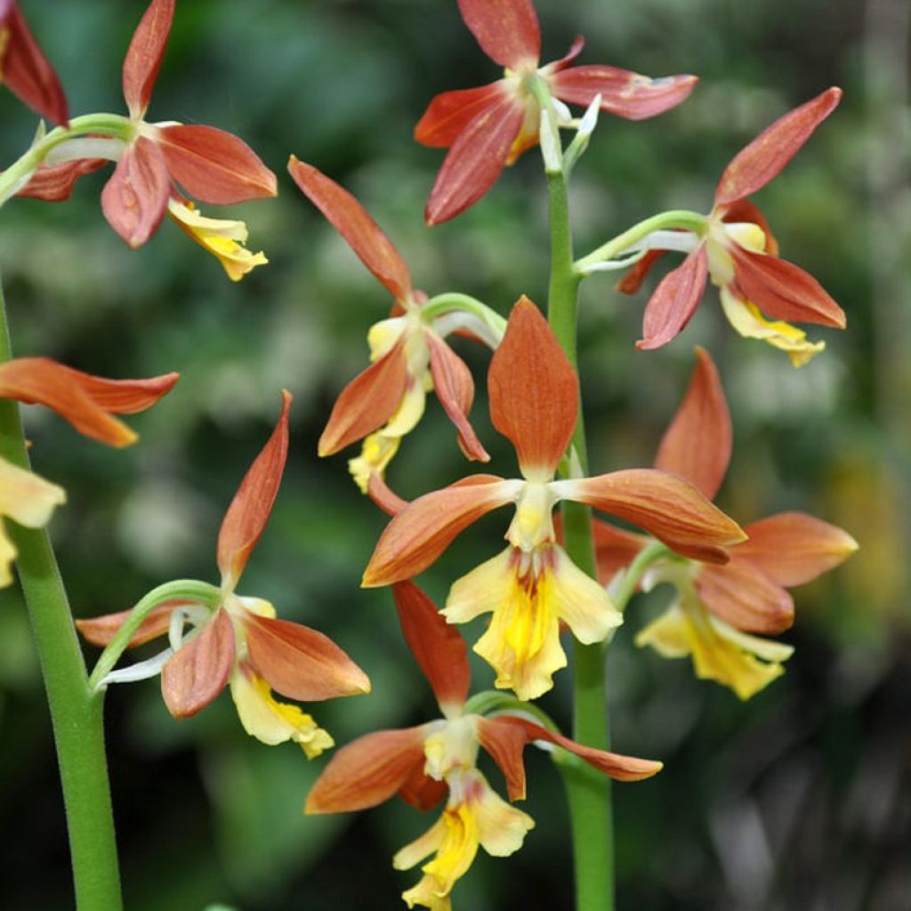 Calanthe Takane - Gartenorchidee