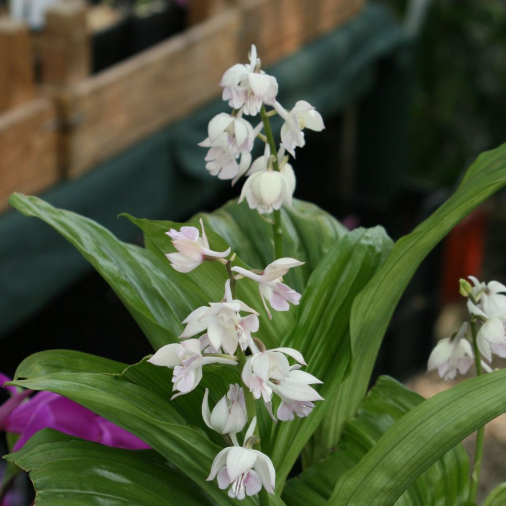 Calanthe aristulifera - Gartenorchidee