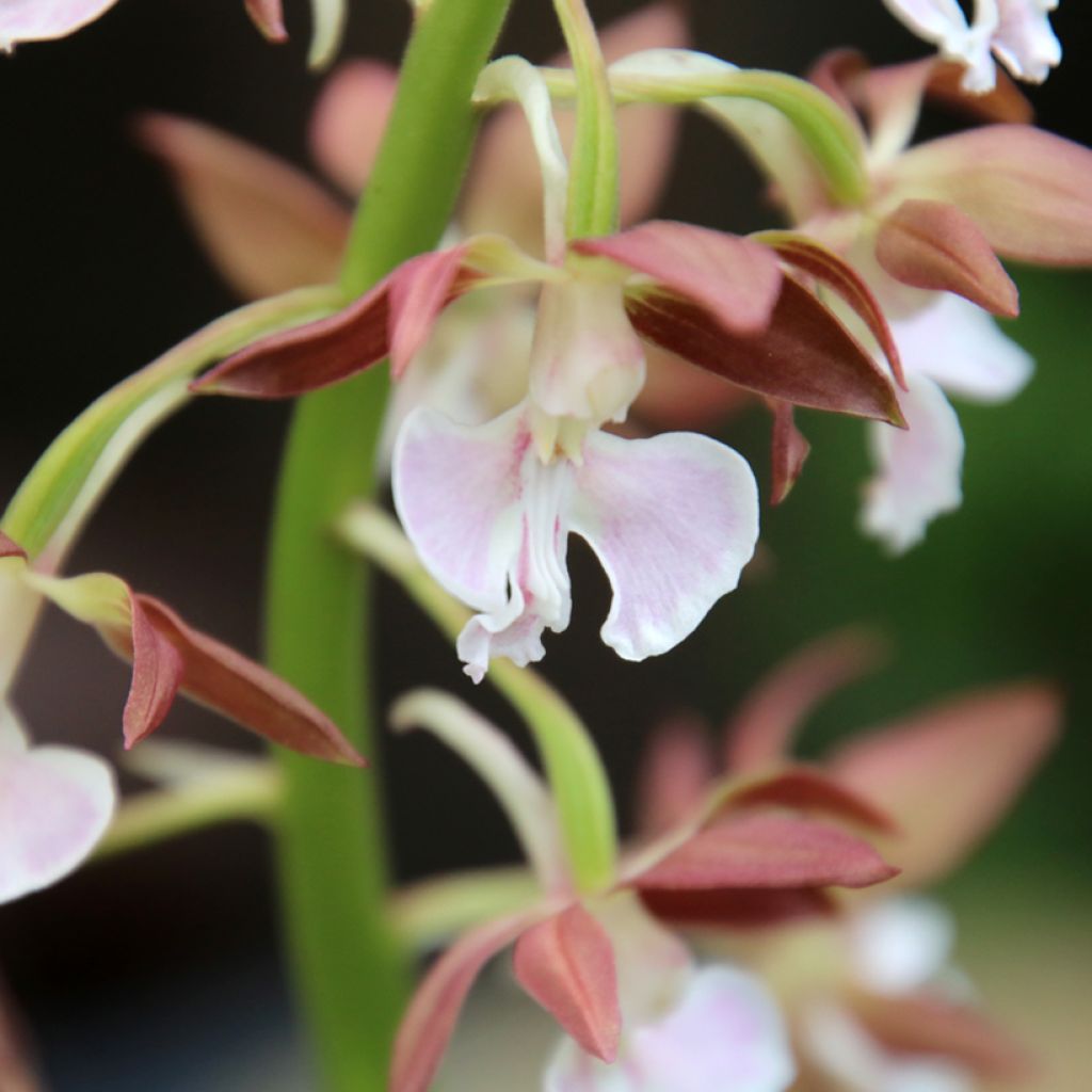 Calanthe discolor - Gartenorchidee