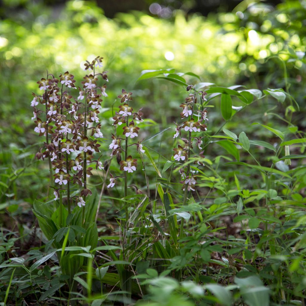 Calanthe discolor - Gartenorchidee