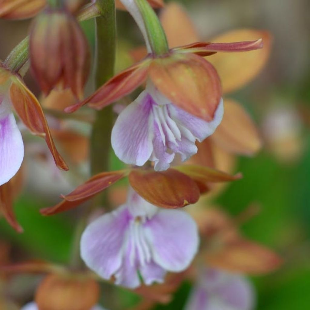 Calanthe discolor - Gartenorchidee