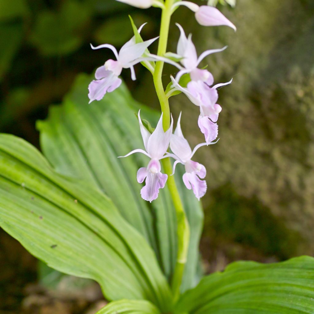 Calanthe reflexa - Gartenorchidee