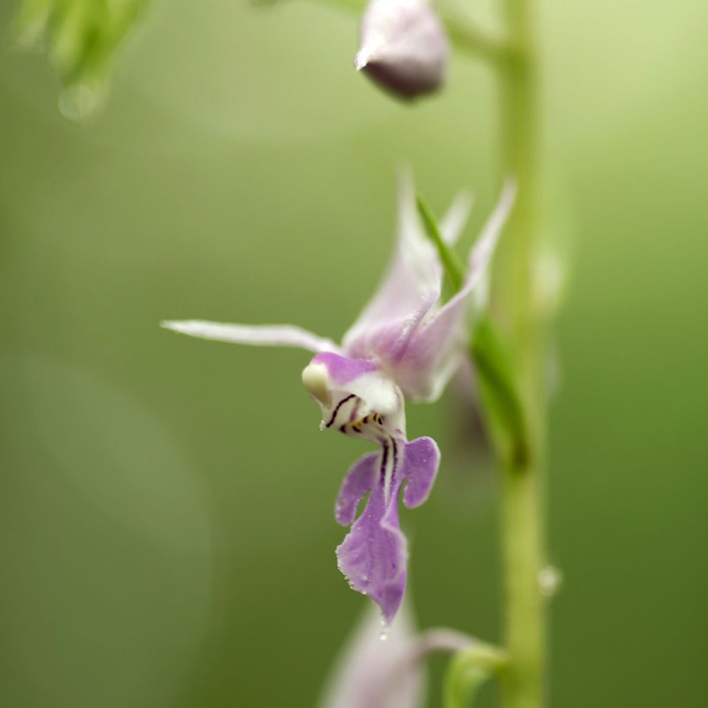 Calanthe reflexa - Gartenorchidee