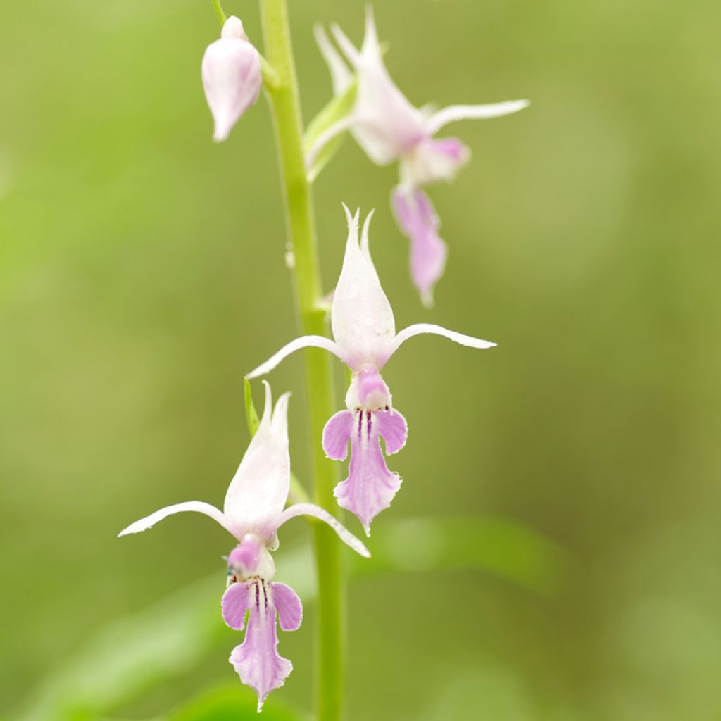 Calanthe reflexa - Gartenorchidee