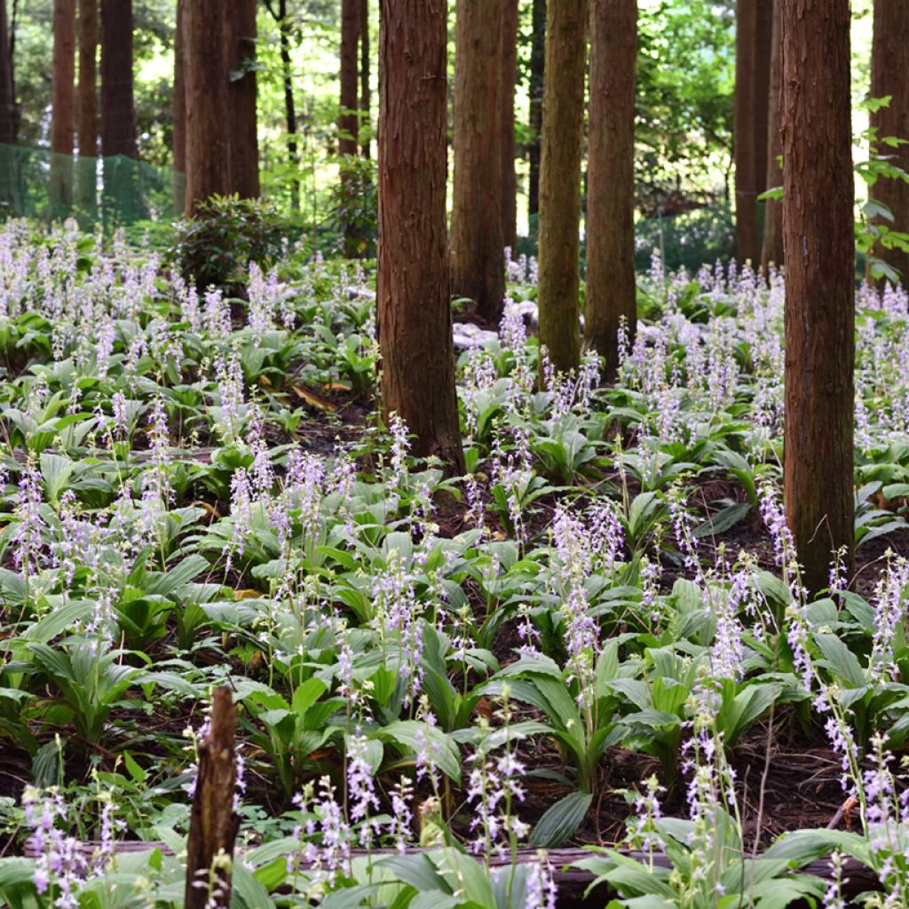 Calanthe reflexa - Gartenorchidee