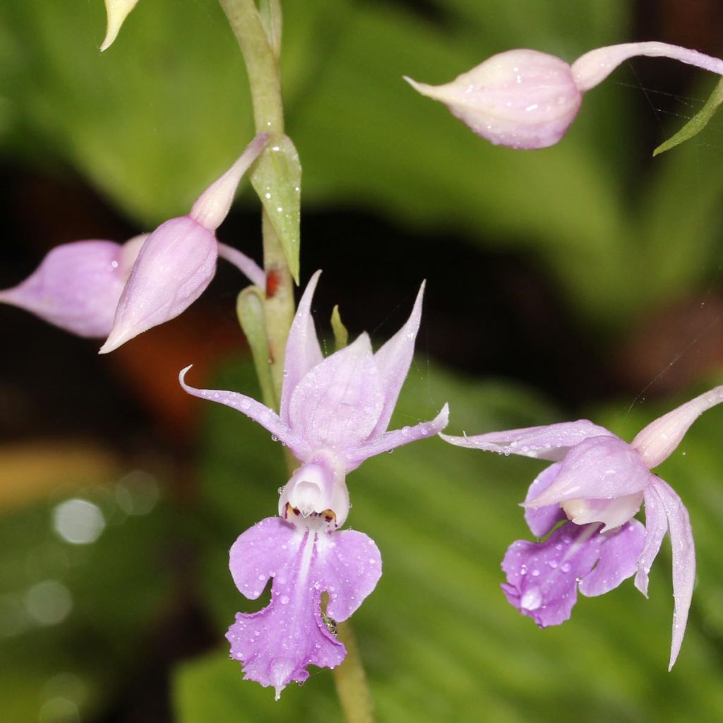 Calanthe reflexa - Gartenorchidee