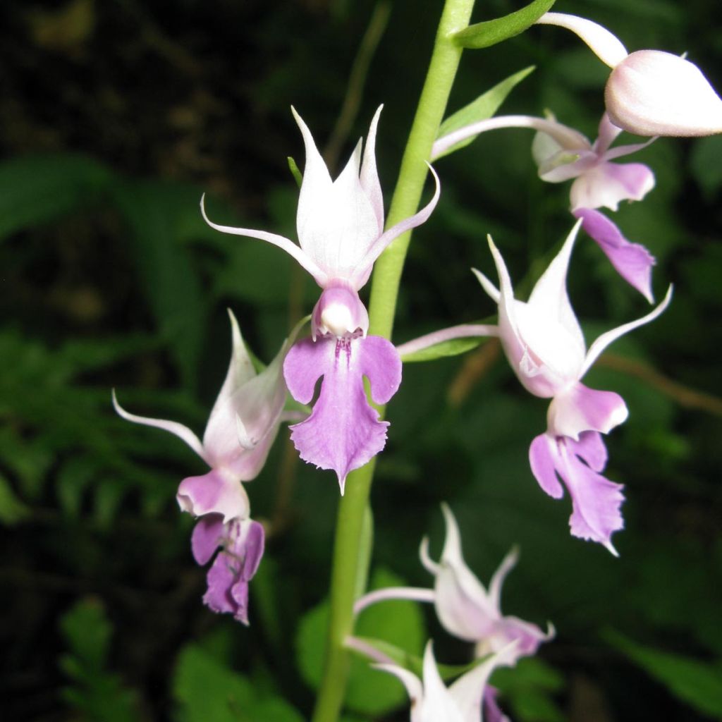 Calanthe reflexa - Gartenorchidee