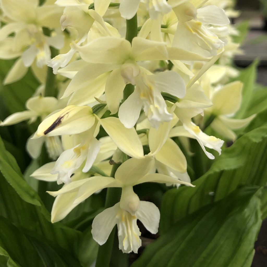 Calanthe sieboldii Light - Gartenorchidee