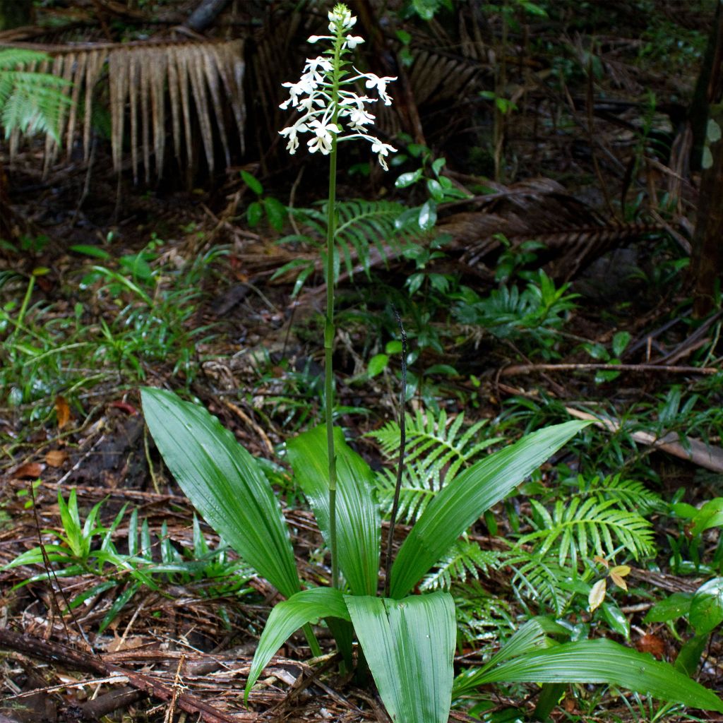 Calanthe triplicata - Gartenorchidee