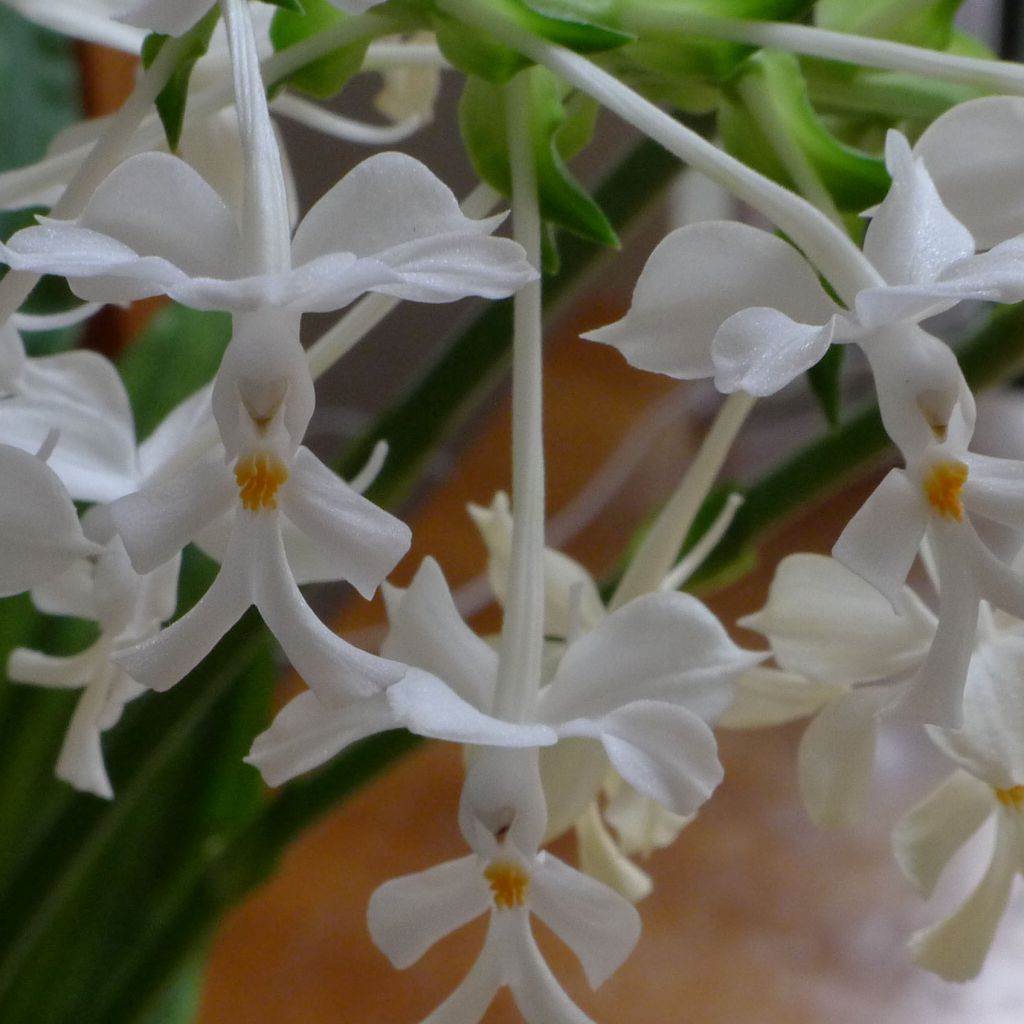 Calanthe triplicata - Gartenorchidee