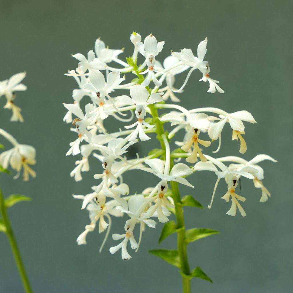 Calanthe triplicata - Gartenorchidee