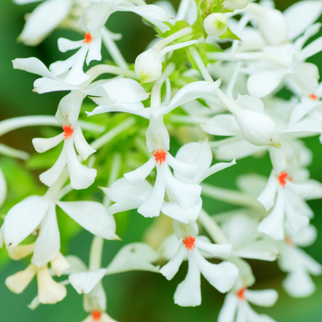 Calanthe triplicata - Gartenorchidee