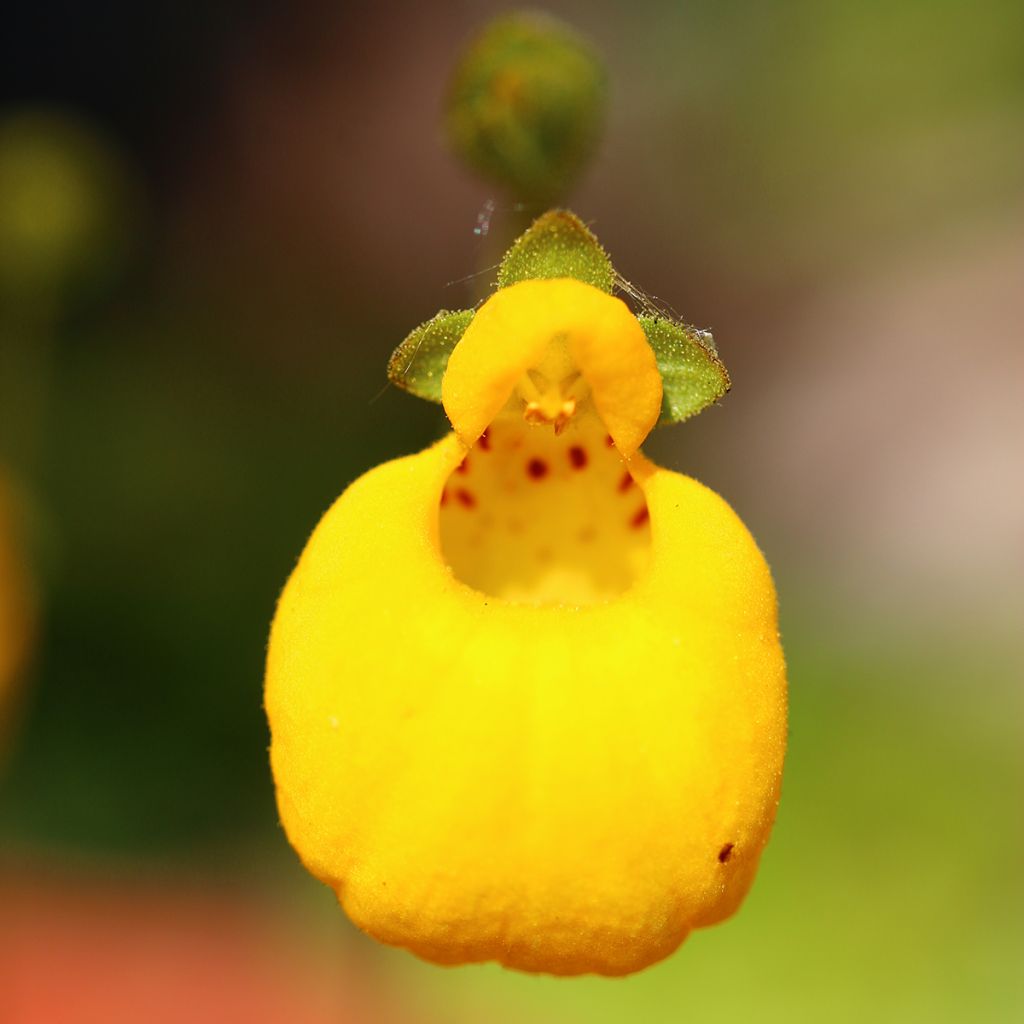 Calceolaria bilflora - Pantoffelblume