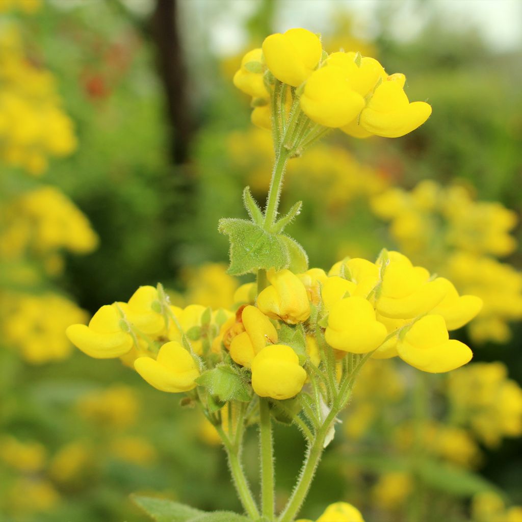 Calceolaria fiebrigiana - Pantoffelblume