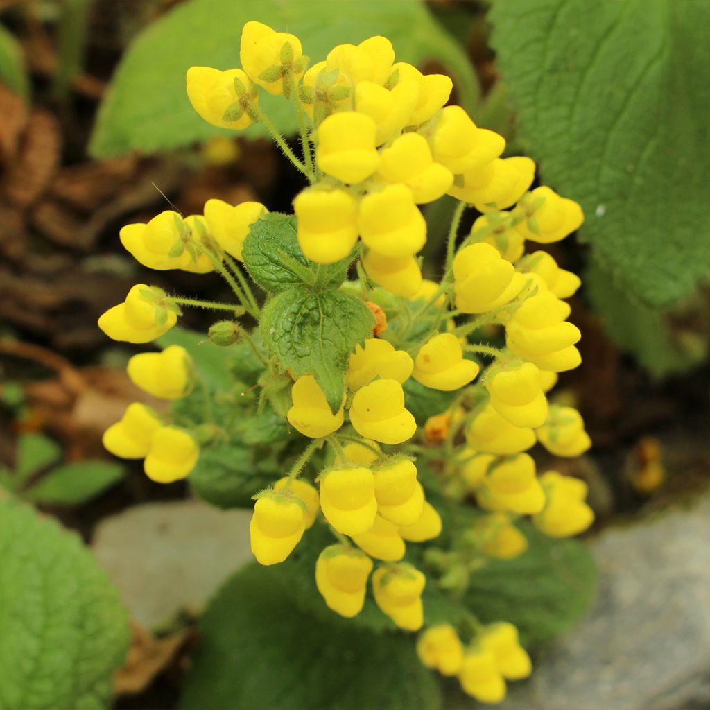 Calceolaire, Calceolaria fiebrigiana