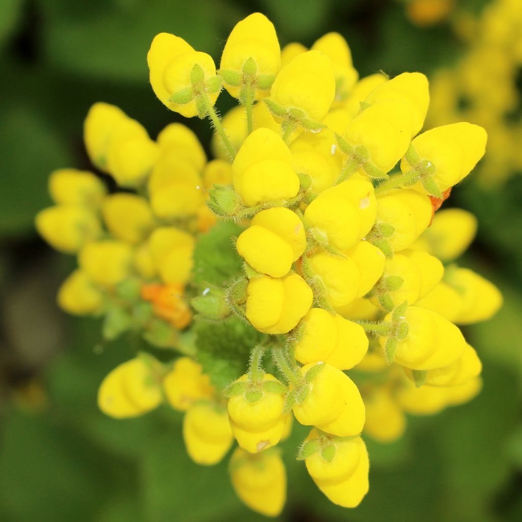 Calceolaire, Calceolaria fiebrigiana