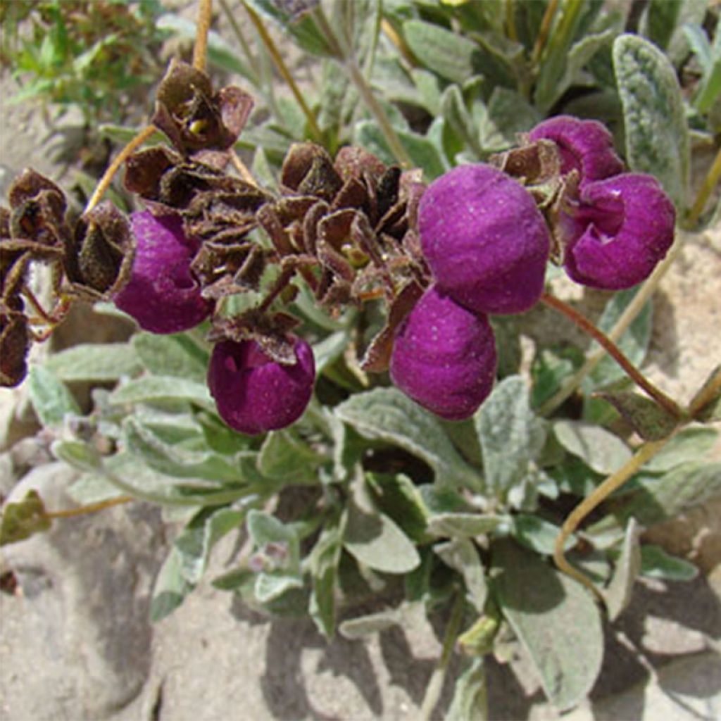 Calceolaria arachnoidea - Pantoffelblume