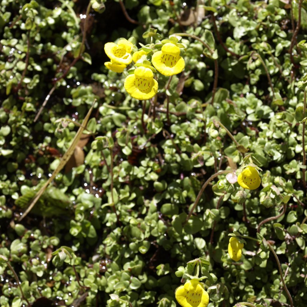 Calceolaria tenella - Pantoffelblume